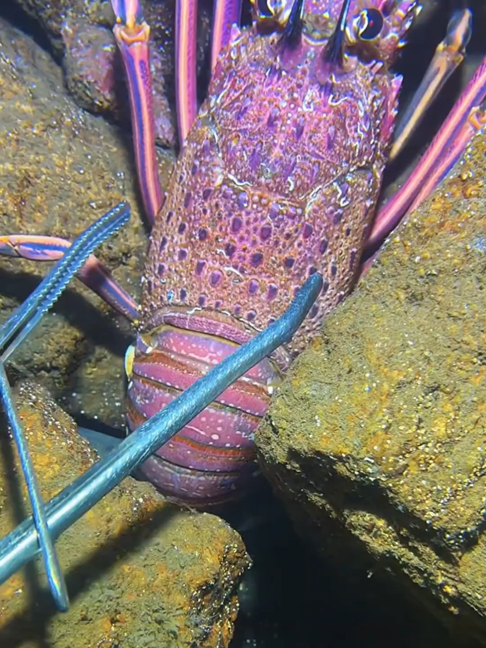 #diving #crab #catchthesea #seaside #seafood 