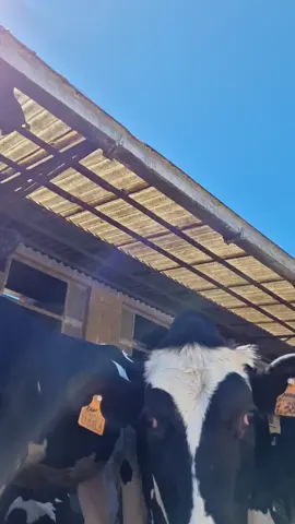 #farmers #dairycows #fypシ゚ #foryoupage❤️❤️ #goviral 