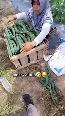 part 81 | 😅 #fy #petani #fypage 