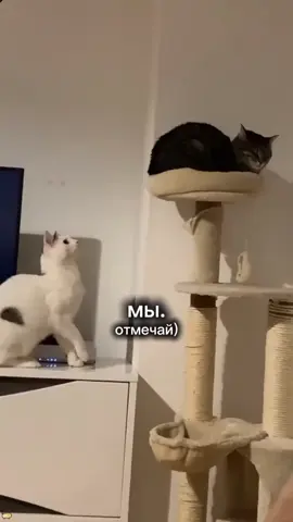 #котик #fyp #cat #kitten #fypシ゚ #р_е_к_о_м_и_н_д_а_ц_и_и #fypppppppppp #котикиии #смешныекотики #нумыыыы 