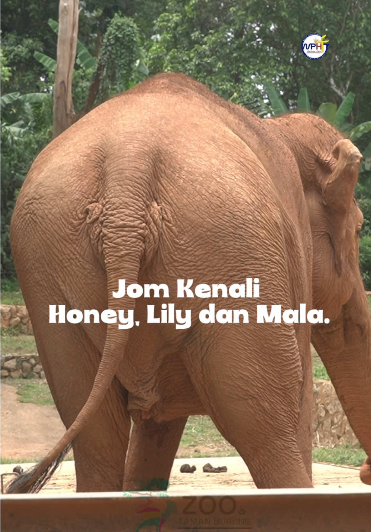 Honey, Lily dan Mala. Itulah nama yang diberikan kepada 3 ekor gajah yang comel ni. Nak rasa pengalaman bagi gajah makan?  Jom ler datang ke Zoo Melaka! Boleh berinteraksi lebih dekat dengan Honey, Lily dan Mala🐘 #zoomelaka #mphtj #melaka #elephant #fyp 