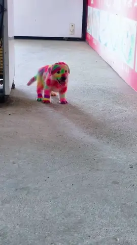 Động vật đáng yêu #xuhuong #dog #petcute #animals #cute 