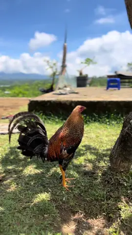 #ayamfilipin🇵🇭 #ayamburik#fyppppppppppppppppppppppp 