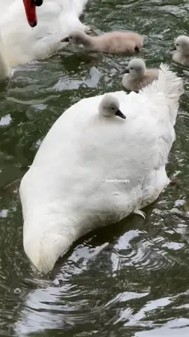 Baby swan 🦢🐥 #animal #swan #beautiful #foruyou #fyp  