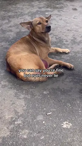 #dog #fyp #doglovers #taytay #help hello po☹️ new public market san juan taytay rizal po ang location ni doggy sana po ma help naten sya, nakaka pang lumo na makitang dinadaan daanan lang sya ng mga tao at tinataboy😢