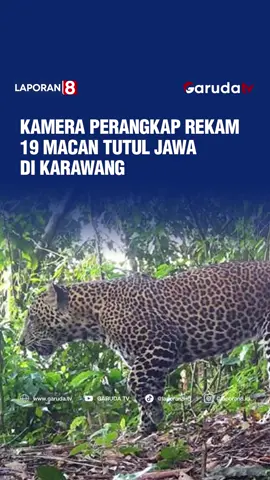 Tim Ekspedisi Macan Tutul Jawa di Pegunungan Sanggabuana, Karawang, Jawa Barat, menghasilkan temuan penting terkait populasi satwa langka. Dari 40 kamera tersembunyi yang dipasang sejak Februari 2025, telah terekam 198 aktivitas satwa liar, termasuk 19 individu macan tutul jawa dan macan kumbang, serta dua ekor anakan. Tim ekspedisi macan tutul jawa yang dilepas oleh Kepala Staf Angkatan Darat, Jenderal TNI Maruli Simanjuntak, di Resimen Latihan Tempur Kostrad Sanggabuana, Kabupaten Karawang, berhasil mencatatkan hasil penelitian yang menggembirakan. Survei ini merupakan yang pertama kali dilakukan di kawasan Pegunungan Sanggabuana dengan metode ilmiah dan protokol konservasi yang terstandarisasi. Selain macan tutul jawa, kamera juga merekam keberadaan satwa langka lain seperti elang jawa, yang semakin memperkuat nilai ekologis kawasan ini. Program ekspedisi ini menjadi wujud nyata komitmen TNI AD terhadap pelestarian lingkungan, melalui program unggulan “Bersatu dengan Alam”. Hingga Agustus 2025, tahap pertama survei telah rampung dan kamera kini dipindahkan ke lokasi lain dalam grid kawasan yang sama untuk tahap lanjutan. Hasil sementara menunjukkan populasi macan tutul masih bertahan dalam jumlah yang signifikan. Namun, dengan indikasi kepadatan populasi satwa di kawasan seluas sekitar 10.000 hektar, temuan ini juga menjadi pengingat bahwa habitat tersebut perlu lebih dilindungi untuk mencegah ancaman ekologis. TNI AD melalui Menlatpur Kostrad terus memperkuat kiprahnya dalam menjaga keseimbangan alam. Diharapkan, hasil ekspedisi ini dapat mempercepat proses penetapan Pegunungan Sanggabuana sebagai kawasan konservasi, sekaligus menegaskan komitmen TNI AD untuk hadir, tidak hanya dalam menjaga kedaulatan negara, tetapi juga melestarikan lingkungan bagi generasi mendatang. Caption | Admin: Raihana #MacanTutulJawa #Sanggabuana #KonservasiAlam #EkspedisiTNIAD #BersatuDenganAlam #tni #GarudaTV