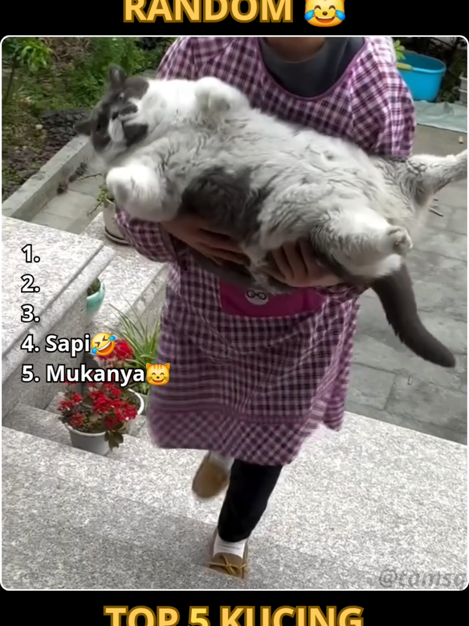 Top 5 Kucing Random 😹 Part 6 #random #kucing #meme #fyp #fyppppppppppppppppppppppp 