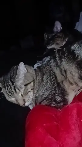 #myfurbabies #gottalovethem #PetsOfTikTok #massfollowing🔥🔥 