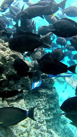 #maldives maafushi island excursion fish tank 