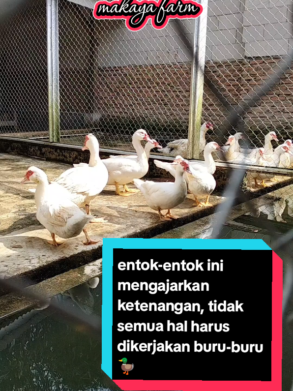 terkadang kita hanya butuh tenang 🐣 #ketahananpangan #jabaristimewa #majalengka #entokjumbo #fypシ゚viral 