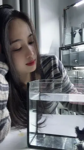 Bữa giờ có ai quên Mèo hông, 22h tối nay xem live tiếp nhé 🥰#cacanhmeocung #bettafish #tiktok #viral #cabetta 