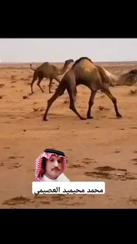 #محمد_محيميد_العصيمي  #شيلات_روعه_خواطر_ذوق  #الشعب_الصيني_ماله_حل😂😂  #خالد_ال_بريك_سفر_الدغيلبي  #الوضح 