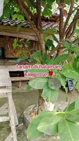 #tanaman #jambu #wargajabar #fans #buahviral 