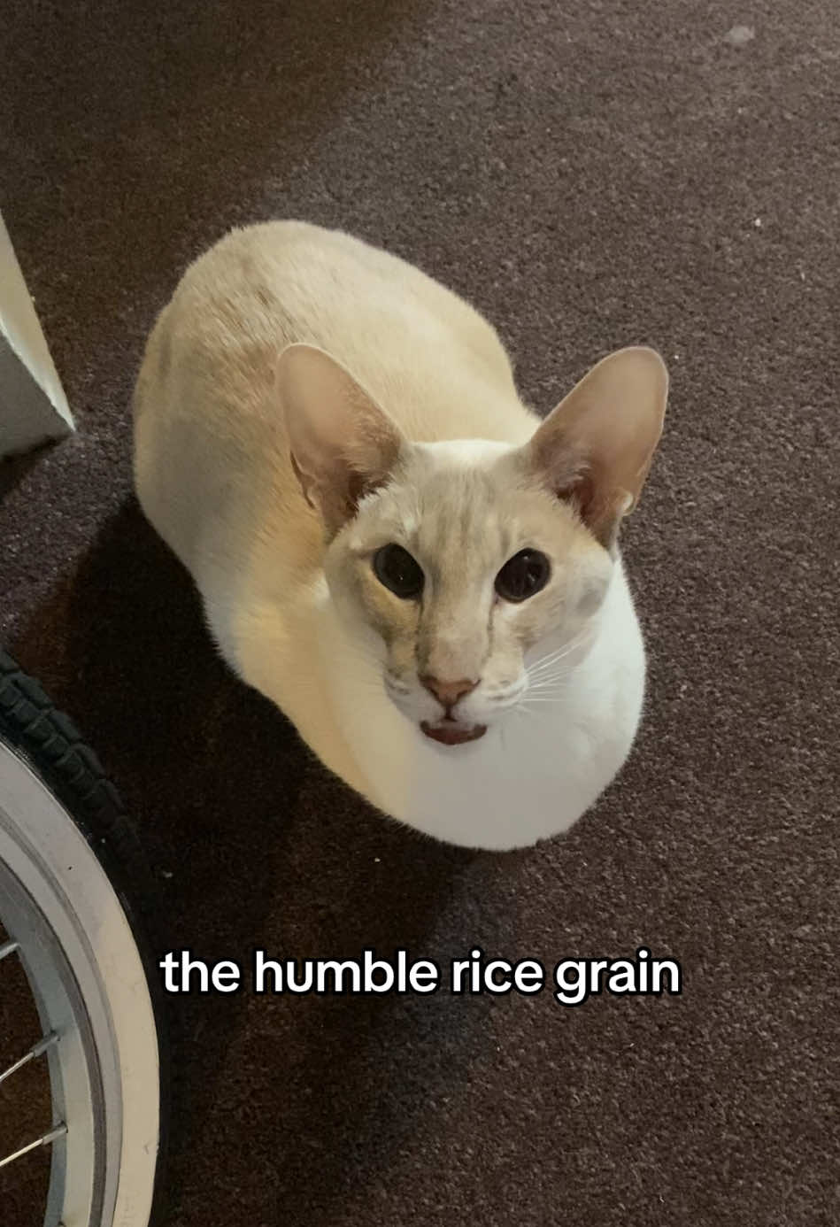 🍚 #siamese #siamesecat #orientalcat #orientalshorthair #cattok #funnycats #funnycat #catmemes #catmeme #fyp #fyppp #viral