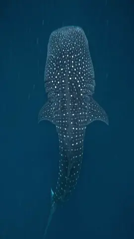 Chillest duo under the sea 🌊 #WhaleShark #MantaRay #SouthAriAtoll #fypシ #viral 
