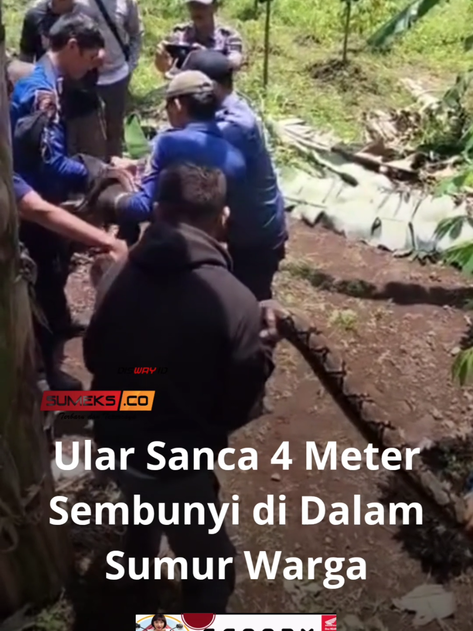 Warga di Jalan Walet RT 04 RW 06, Desa Sukamantri, Kecamatan Tamansari, Kabupaten Bogor digemparkan dengan penemuan ular sanca sepanjang empat meter, Senin (15/9/2025). Ular tersebut pertama kali ditemukan seorang petani saat hendak mengambil air di sumur.  Betapa terkejutnya ia ketika mendapati seekor ular besar melilit di dalam sumur, sehingga segera melaporkannya kepada Damkar Sektor Ciomas. Saat ini, ular tersebut sudah diamankan petugas Damkar guna mencegah potensi bahaya bagi warga sekitar. #evakuasiularsanca #sumurwarga#viral #tiktokberita #sumeksco 