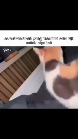 sejam baru paham 🗿 #reels #meme #memekucing #cat #catsofttiktok #pov #mk #relateable #fyp 