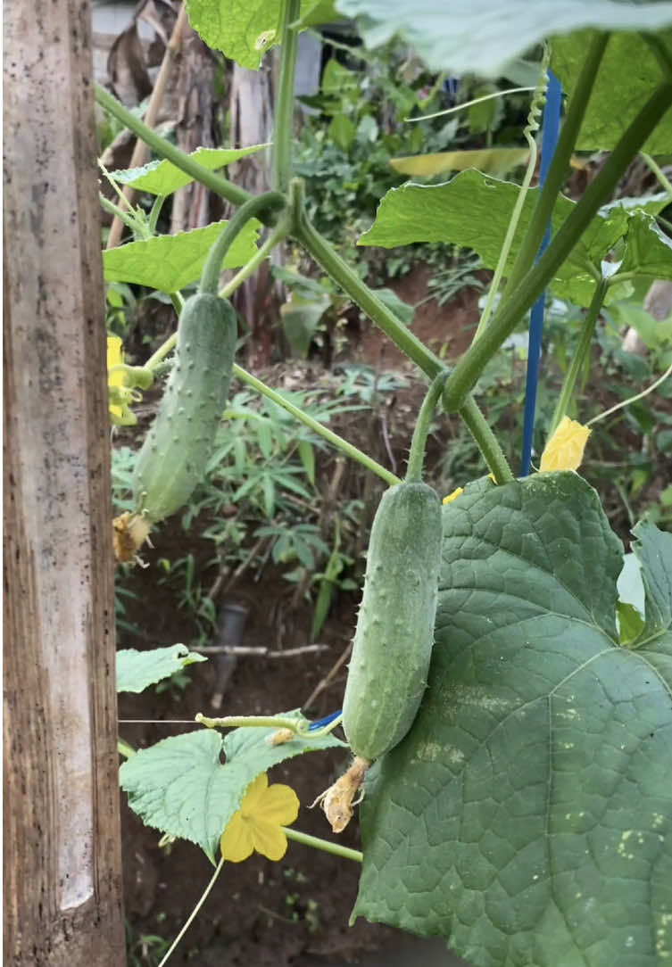 Menyala petani indonesia #petanitimun🥒 #petaniindonesia🇮🇩🇮🇩🇮🇩🌿🌿 #sayurtimun 
