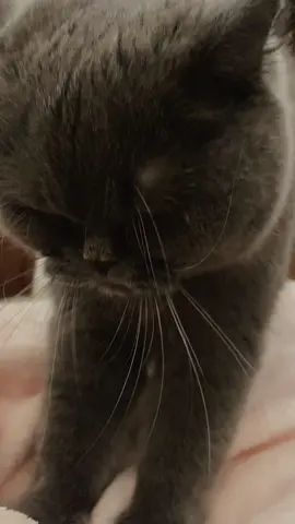 AWWWWW #chat #pourtoi 