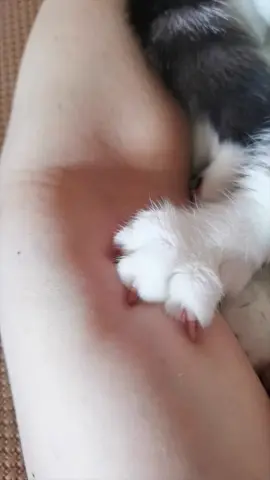 #cute #funny #animals 
