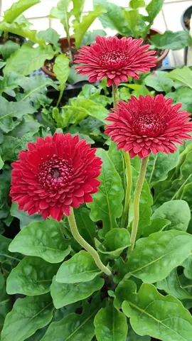 Tanaman Hias Bunga Gerbera  #bunga #gerbera #tanamanhias #fyp #tanaman 