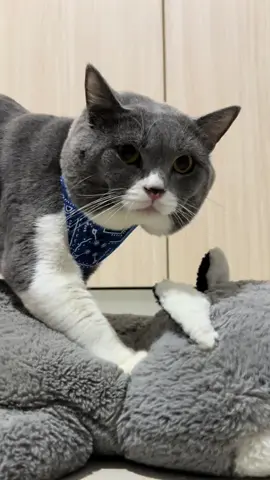 Treat Time #tomoribshcat #catvlogs #catbehavior 