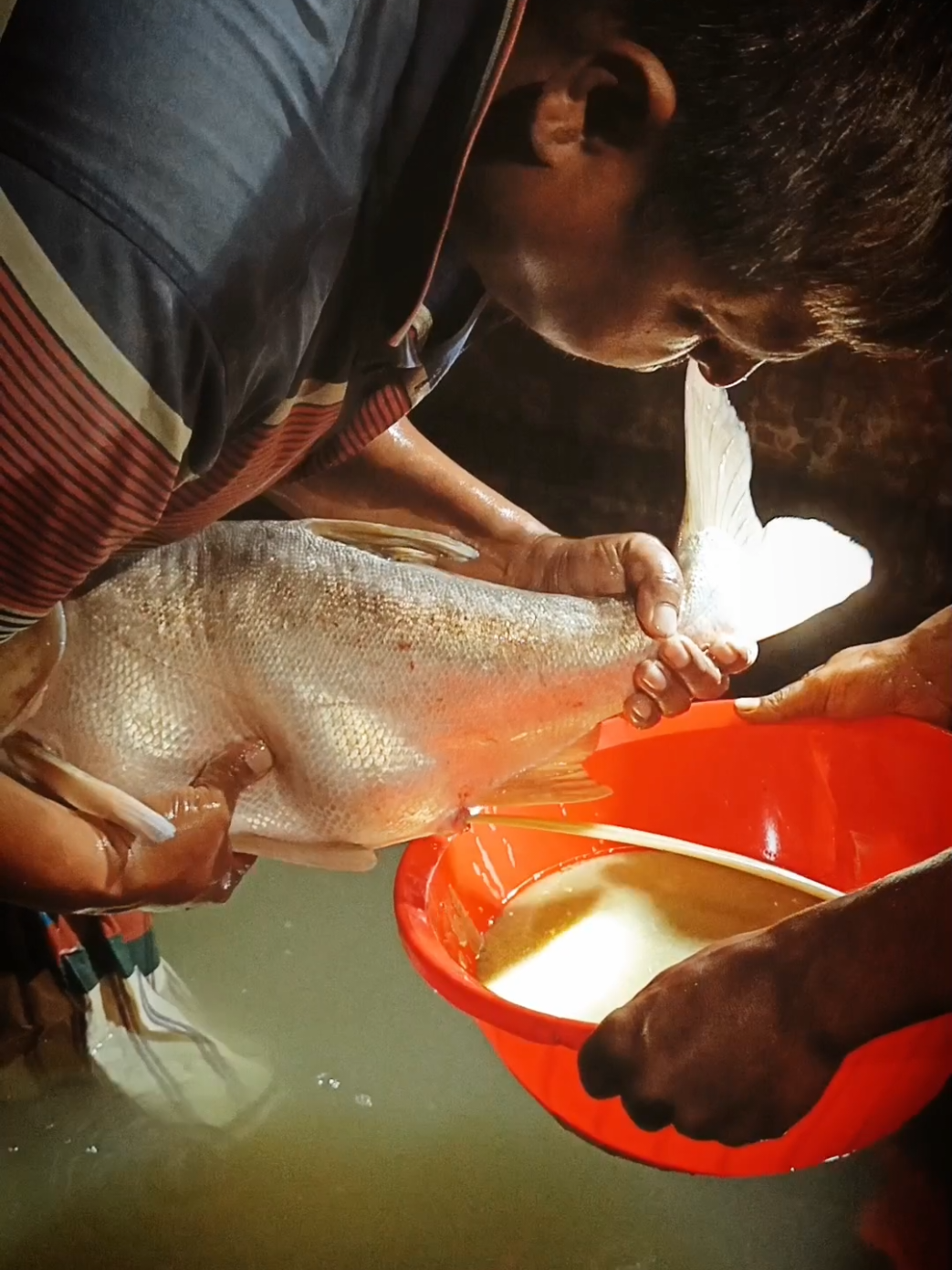 Amazing Big Silver Carp Framing Fish Breeding Inaction #reels #tiktokviral #viral #trending #fishfarming 