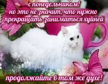 #понедельникденьтяжелый #meuw #котикинакаждыйдень #catsforeveryday #котикиоткрытки #смешныекотики #мур 