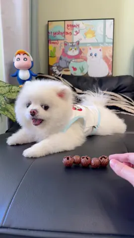 #粉丝一千万#dog#funny#foryou#fyp 