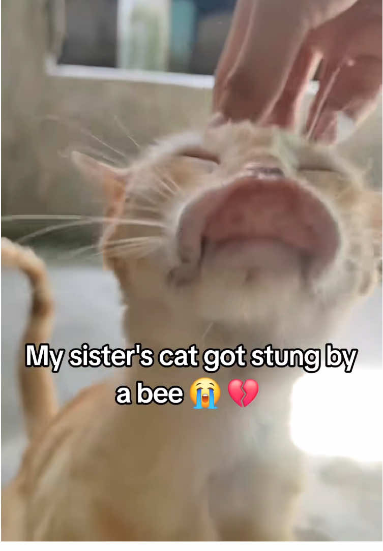 Bees and cats#funnycats #funnyanimals #petvideos #cat #catsoftiktok   