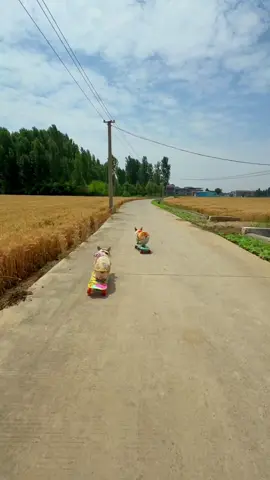 dog 🛹#cat #🛹 