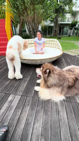 Semua jd korban BAO2🤣😂🥹 foll ig @lexygrayson #lexygrayson #funnyvideos #fyp #dogsoftiktok #dog 