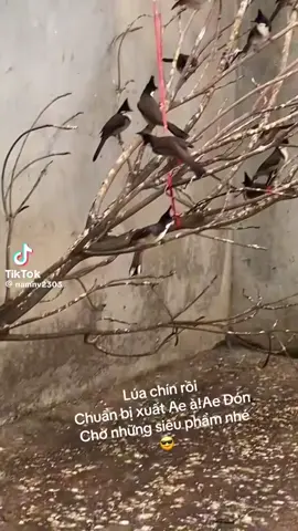 Con bổi avi mình mua 20 triệu ! Tiếc k hợp duyên #chaomao 