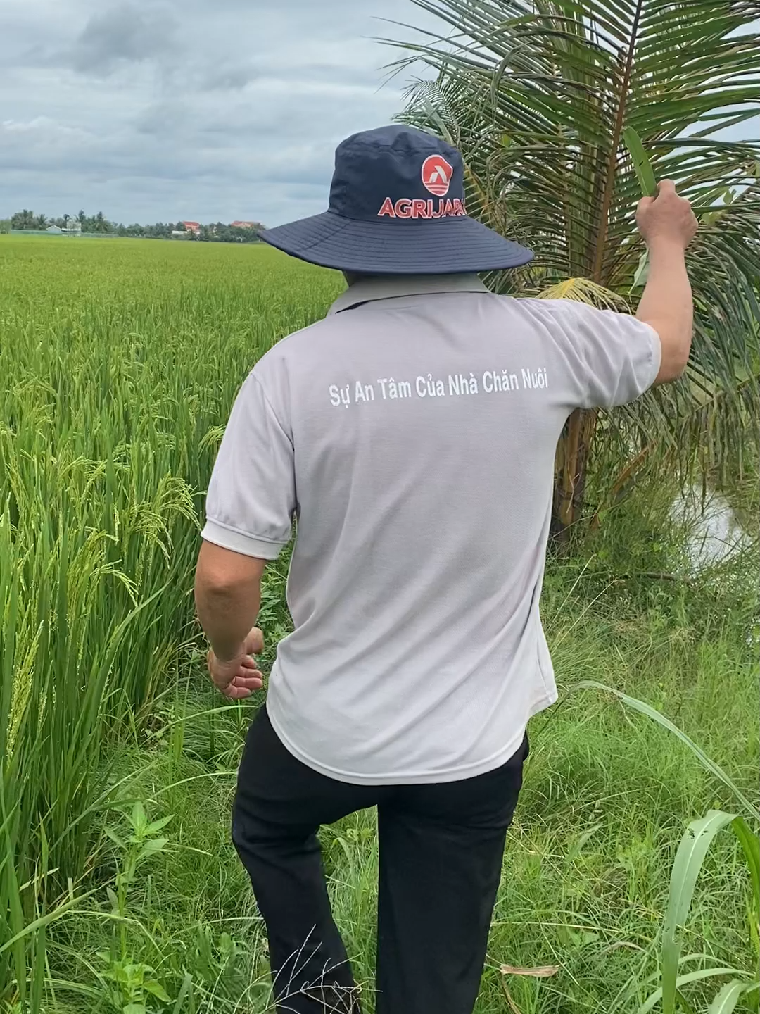 nỗi lo của nhà nông canh tác lúa vụ 3 #chiase #agrijapan #nongdan #choitocaykhoe #dongbubongkeo