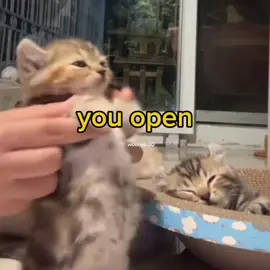 #cats #meme #cute #voiceacting #funny 