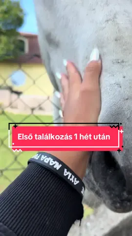 Sokan kértétek ezt a videót 🤍 #foryoupagе #emirideer #lovasok #lovasélet #szeretet 
