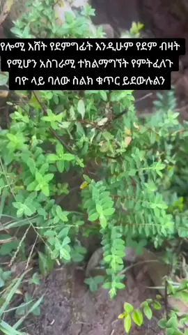 ማግኘት የምትፈልጉ በ0707658300 ቴሌግራም ላይ አውሩኝ  #ጎንደር❤ጎጃም❤ወሎ❤ሸዋ #በሽታ #መድሀኒት #ጎንደር❤ጎጃም❤ወሎ❤ሸዋ #ዩሀንስሽፈራው #ደሸት #ዩሀንስሽፈራው 