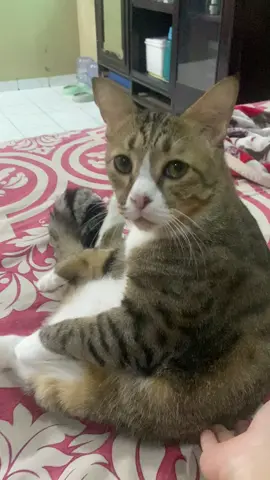 #fyppppppppppppp#fypviralシ#kucingtiktok#kucinglucu#meme 