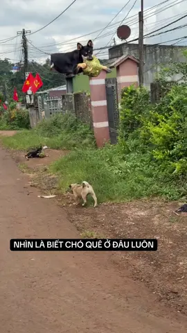 Nhìn là biết chó ở đâu luôn #fyp #xuhuong #xhtiktok 