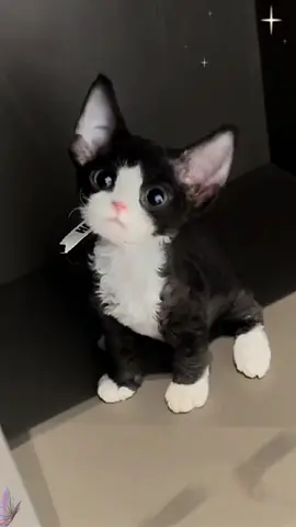 A German Rex cat that looks like a stuffed animal#animals #fyp #funny #tiktok #devonrex