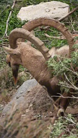 تصوير | الوعل العربي 🐐 #تصوير #الجنوب #اكسبلور #وعل #CapCut 