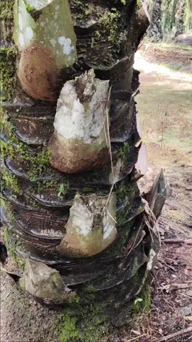 pake dodos ini lebih tajam #sawit kalimantan
