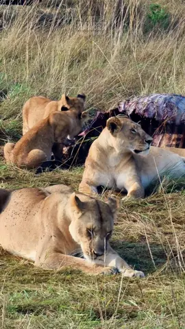 Lions relaxing after a meal!! #robtheranger #tiktoksafari #lalashemaasaimara #wildanimals #luxurysafari
