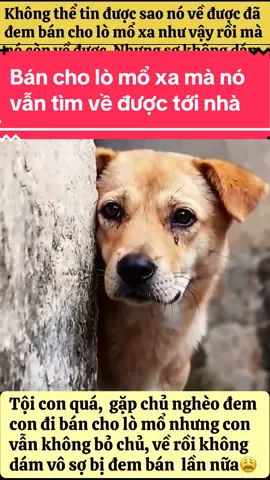 #pet #dog #cuncung #cutedog #dogsoftiktok 
