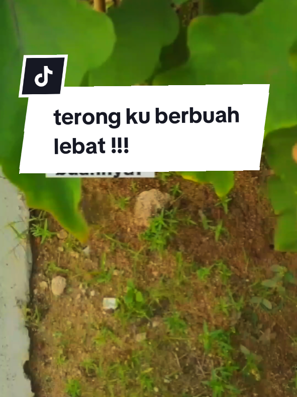 sekali panen auto sultan 🤣 #fypシ゚ #minigarden #petaniindonesia🇮🇩🇮🇩🇮🇩🌿🌿 #kebunbelakangrumah #berkebun 