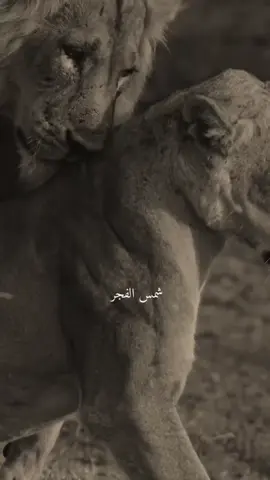 #الحب❤️ 