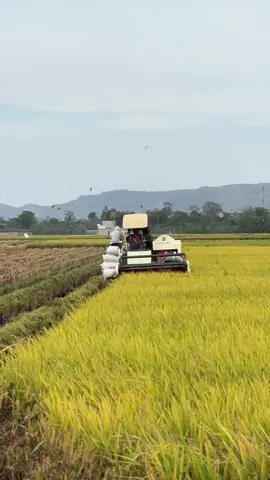 🥹 #combineharvester #petaniindonesia🇮🇩🇮🇩🇮🇩🌿🌿 #gabahbalap🌾 #trendingvideo #fypage 