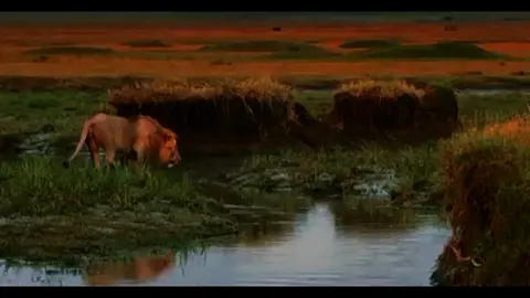 the rivalry between lions (Panthera leo) and spotted hyenas (Crocuta crocuta) is one of the fiercest in the animal kingdom. Both species are top predators in the African savanna, competing for territory, food, and dominance. Lions often steal kills from hyenas, using their size and strength to overpower them, while hyenas, with their incredible stamina and powerful jaws, can harass and even outnumber lions to drive them away from a meal. This constant struggle shapes their behavior—hyenas live in large clans for strength in numbers, while lions rely on coordinated pride teamwork. Fun fact: Despite being rivals, studies show that lions and hyenas steal food from each other almost equally, proving that neither predator always has the upper hand. #Lions #Hyenas #Wildlife #Savanna #Predators 