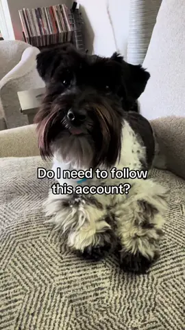 Show Maya you are a good listener! #youdo #dogsoftiktok #PetsOfTikTok #trendingsound #foryoupage 