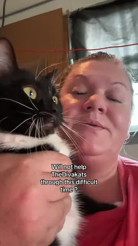 Italy and me are going to keep posting to reach our goal | GoFundMe link in bio $LoneCats #justsaying #fypシ゚viral #fypage #catsoftiktok #thedivakats 
